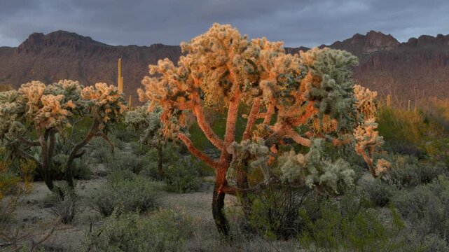 Colorful cholla cacti glow under the evening light in a desert landscape near Tucson, Arizona