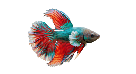 Swimming Betta Fish with Vibrant Tail Fins Isolated on White