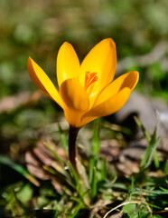 Fototapeta premium photos of wildflowers, yellow Crocus