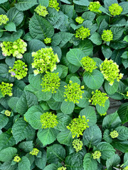 green leaves background