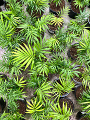 close up of a green flowers