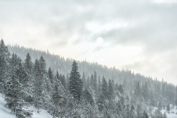 Snow covered spruce trees in Colorado White River National Forest rocky mountains peak near Vail ski slope landscape