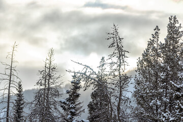 Snow covered spruce pine trees closeup foreground in Colorado White River National Forest rocky mountains sunrise sky landscape