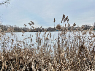 reeds in the wind