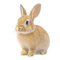 Fototapeta premium Cute Fluffy Rabbit Sitting on White Background With Curious Expression