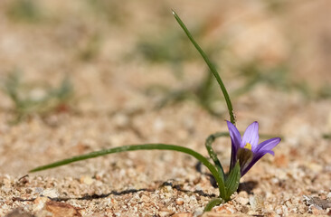 purple flowers grown in rural areas