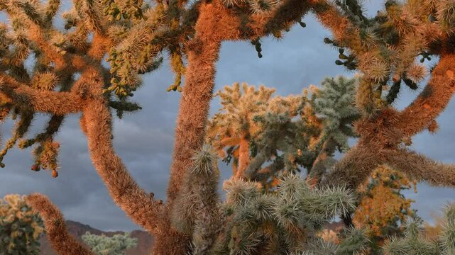 Colorful cholla cacti glow under the evening light in a desert landscape near Tucson, Arizona