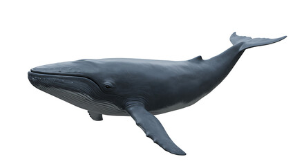 Isolated Blue Whale Swimming Upward on a White Background, Marine Life