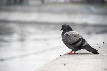 Urban pigeon standing on concrete embankment near water on a cloudy day, with blurred background of city elements, concept wildlife, city life, solitude