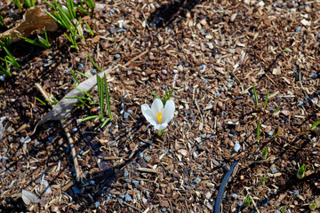 white spring flower