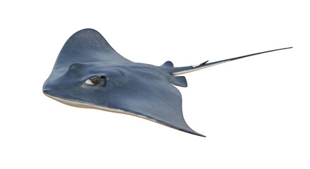 Ray swimming on isolated background Close-up shot of marine animal