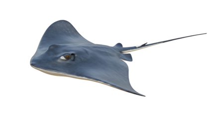 Ray swimming on isolated background Close-up shot of marine animal