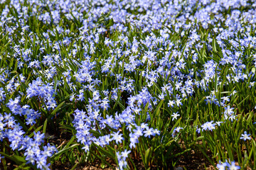 field of blue flowers