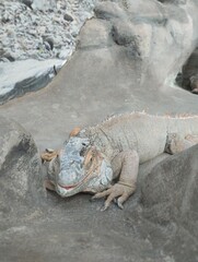  big iguana, reptile terrarium, zoo