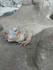 big iguana, reptile terrarium, zoo 