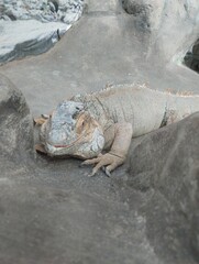 big iguana, reptile terrarium, zoo
