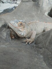 big iguana, reptile terrarium, zoo 