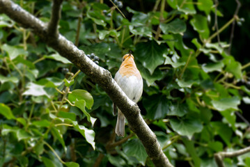 European robin (Erithacus rubecula) sitting on a tree branch in Zurich, Switzerland