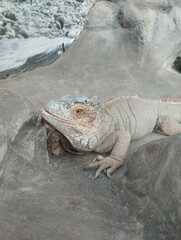 big iguana, reptile terrarium, zoo
