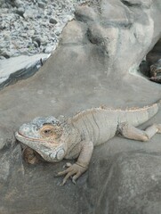 big iguana, reptile terrarium, zoo 