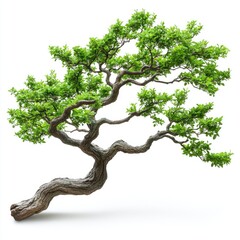 Fototapeta premium Lush Green Bonsai Tree Isolated on White Background Perfect for Zen Garden Design or Nature Projects