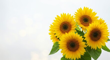 Obraz premium Vibrant Sunflowers Bouquet - A cheerful bunch of sunflowers against a bright white background. Perfect for summer, happiness, and nature themes