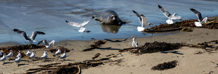 Elephant seal scaring some seagulls on beach in central california