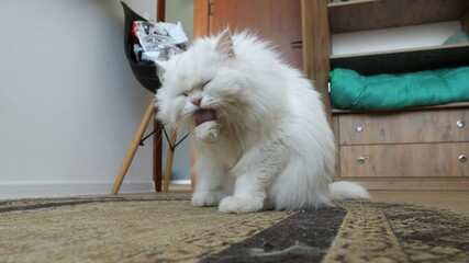 Pristine white persian cat carefully grooming long, fluffy fur while sitting comfortably on intricate patterned carpet, showcasing meticulous feline self care routine