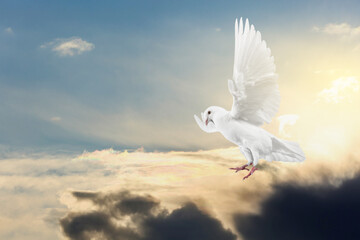 Beautiful white dove flying in sky under sunlight