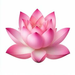 pink lotus flower