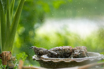funny Birds playing a water splash in nature summer, wildlife animal scene in motion of freedom moment on water basin sink