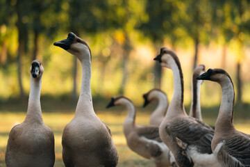 Goose Farm, Beautiful Domestic Bird with Soft Feathers and Beak, Roaming the Rural Countryside Grass, Agriculture in Peaceful Outdoors as a Farm Animal