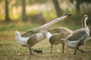 Goose Farm, Beautiful Domestic Bird with Soft Feathers and Beak, Roaming the Rural Countryside Grass, Agriculture in Peaceful Outdoors as a Farm Animal
