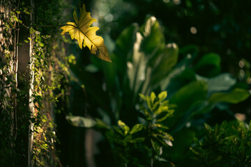 Earth Day eco concept with tropical forest background, natural forestation preservation scene with...