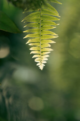 Earth Day eco concept with tropical forest background, natural forestation preservation scene with canopy tree in the wild, concept on sustainability and environmental renewable