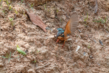 Beautiful Kingfisher in the Wild Colourful Alcedo Atthis Perched on Tree Branch by the River, Vibrant Blue and Orange Feathers, Fly and Catch Fish, Showcasing Nature's Stunning Wildlife and Fauna