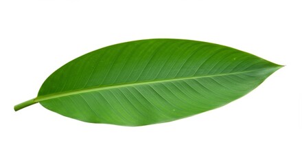 Obraz premium Green Tropical Leaf Isolated on White - Lush green tropical leaf, symbolizing nature, growth, purity, serenity, and life. Isolated on a white background for easy