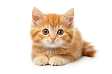 Obraz premium Cute Ginger Kitten Lying Down Looking Adorable on White Background