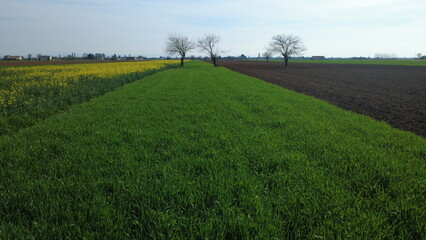 Fototapeta premium Pianura Padana in primavera, campi di colza fiorita, terreni seminati a grano, terre rosse dal drone a San Giuliano Vecchio, Alessandria, Piemonte, Italia