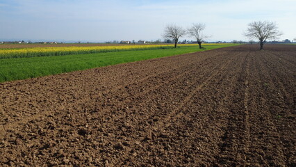 Pianura Padana in primavera, campi di colza fiorita, terreni seminati a grano, terre rosse dal...