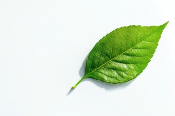 Obraz premium Single Green Leaf Close Up on White Background Detailed Veins