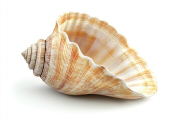 Obraz premium Isolated Seashell Close-up with Elegant Texture and Warm Natural Light