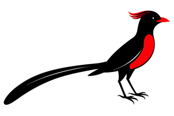 long tailed manakin black silhouette vector