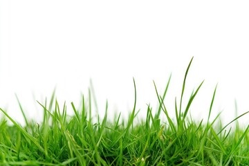 Obraz premium Fresh Green Grass Blades Growing on White Background for Spring Concepts