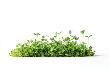 Obraz premium Fresh Green Microgreens Growing on White Background Close Up Shot
