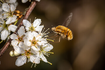 A close up of a bee fly collecting pollen from a blackthorn shrub, in springtime