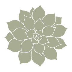 Obraz premium Top View Sage Green Succulent in Rosette Shape