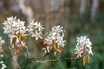 Close up of smooth serviceberry (amelanchier laevis) flowers in bloom