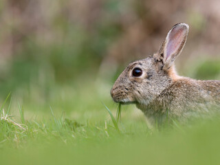 European rabbit, Oryctolagus cuniculus