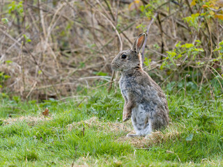 European rabbit, Oryctolagus cuniculus